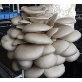 Substrato e Blocos para Cultivo de Cogumelos Shitake – Substrato e